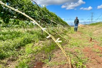 Technology in agriculture, forestry, and fisheries is one of the five key economic sectors in the province for which a roadmap for technological innovation has been developed. Photo: Hà Duy