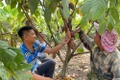 Hopes for Cocoa Cultivation in the Challenging Land of Pờ Tó