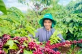 A Ngum has adopted organic and microbial farming methods, allowing his coffee plants to thrive. Photo: T.D
