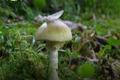How Does the World's Most Dangerous Mushroom Cause Poisoning?