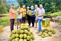 Leaving his position as director of an agricultural enterprise in Ho Chi Minh City, Mr. Nguyễn Chất Sâm returned to Ia Ly commune in Gia Lai province, where he successfully established a large-scale durian farm.