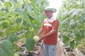 Farmers in Ia Phi commune have converted old coffee plantations to grow melons, resulting in high economic efficiency. Photo: N.D