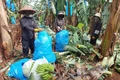 Businesses and farmers in Western Gia Lai strive to restore key export crops after severe damage caused by Typhoon No. 13 (Kalmaegi).