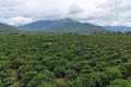 Gia Lai advances low-emission agriculture with carbon credit ambitions