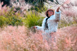 Sơn Lang is enchanting as pink reeds bloom in full splendor.