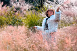 Sơn Lang is enchanting as pink reeds bloom in full splendor.