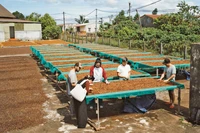 Unlocking the Tourism Potential of Coffee Trees