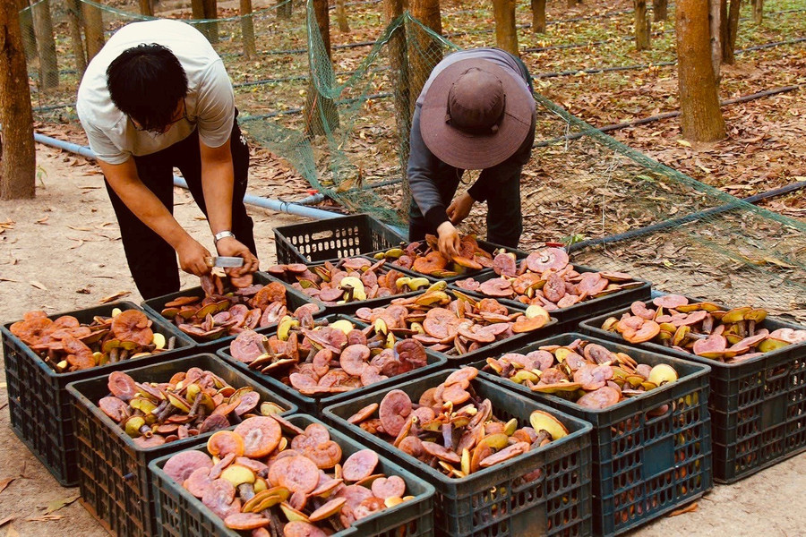 Harvesting red lingzhi mushrooms. Photo: Q.T thu-hoach-nam-linh-chi-do-tai-cong-ty-tnhh-minh-khang-gia-lai-anh-nguyen-diep.jpg