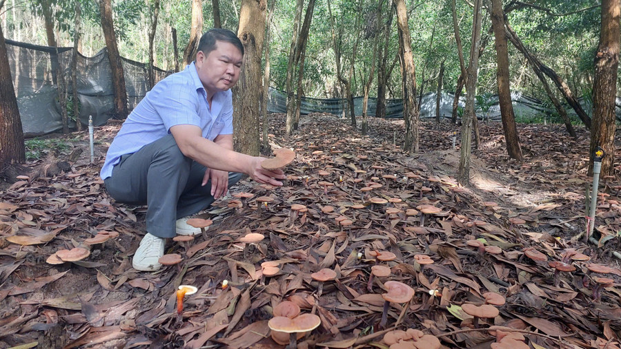 Nguyễn Công Hiệu in the red lingzhi mushroom garden under the forest canopy in Ia Phí commune. Photo: N.D giam-doc-cong-ty-tnhh-minh-khang-gia-lai-gioi-thieu-vuon-nam-linh-chi-do-anh-nguyen-diep.jpg
