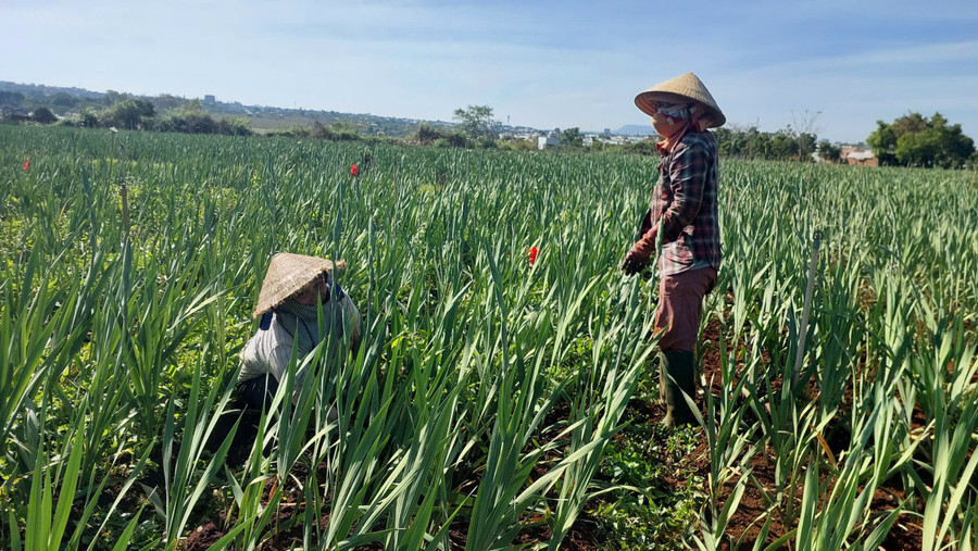 nguoi-dan-phuong-pleiku-thu-hoach-hoa-lay-on-trong-quanh-nam-ban-truoc-tet-nguyen-dan-2026.jpg