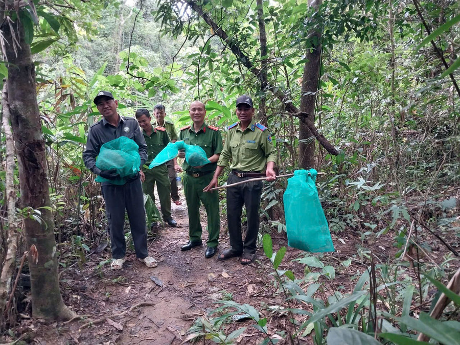 Authorities release three endangered, rare animal species back into the wild. Photo: Provided by the authorities co-quan-chuyen-mon-tha-3-ca-the-dong-vat-nguy-cap-quy-hiem-ve-moi-truong-tu-nhien.jpg