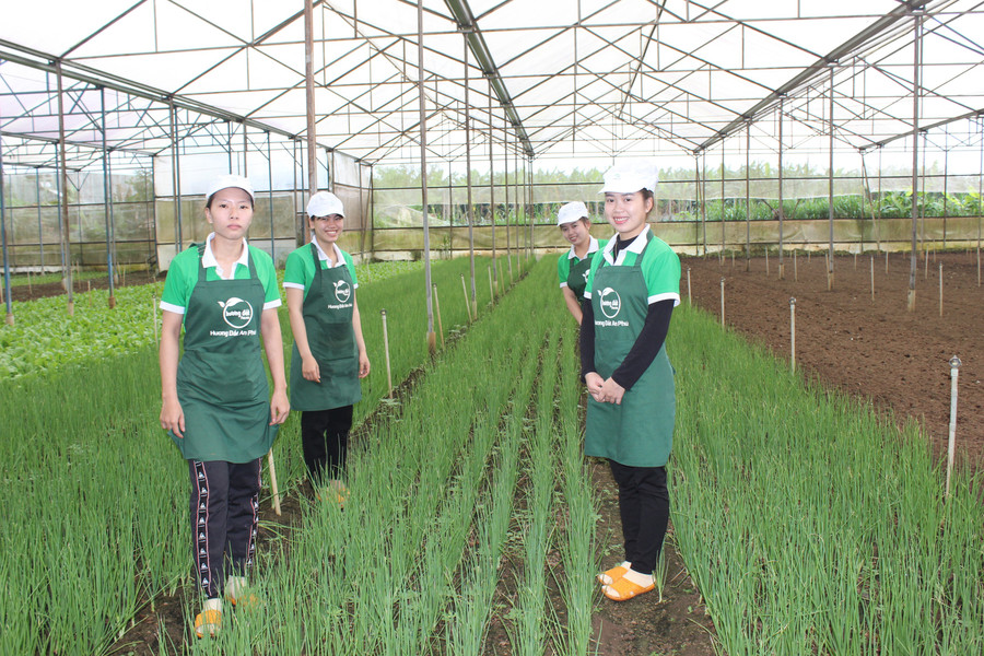 Leafy vegetables grown in greenhouses at Hương đất An Phú Co., Ltd. Photo: N.D rau-an-la-tai-cong-ty-tnhh-mtv-huong-dat-an-phu.jpg
