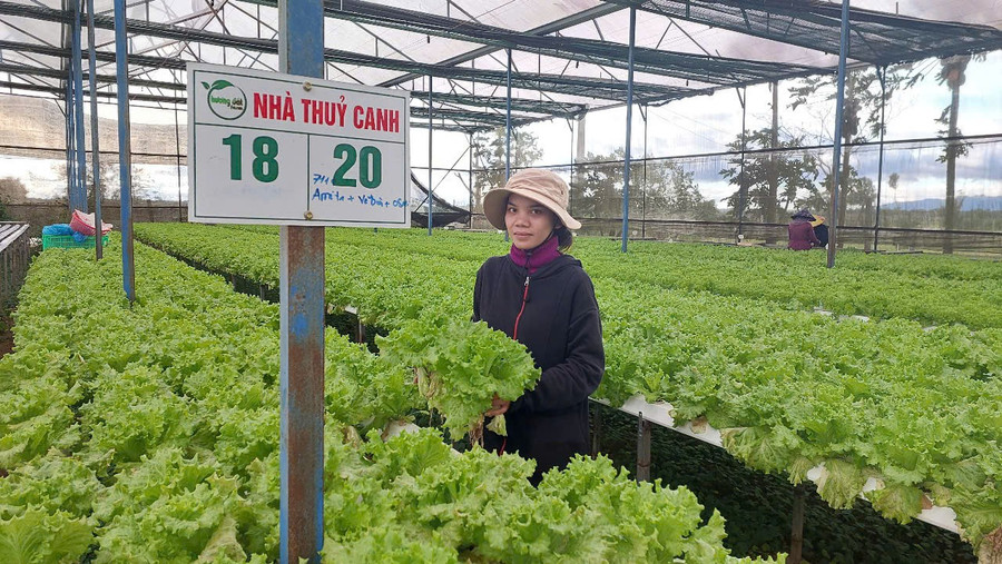 Workers at Hương đất An Phú Co., Ltd. harvesting hydroponic vegetables. Photo: N.D cong-nhan-cong-ty-tnhh-mtv-huong-dat-an-phu-thu-hoach-rau-thuy-canh-trong-nha-mang.jpg