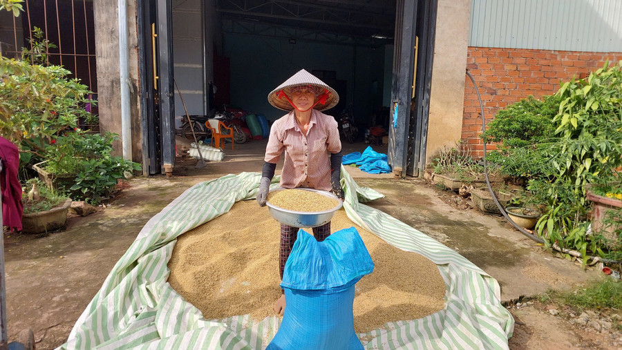 Vũ Thị Mát drying freshly harvested Summer-Autumn rice. Photo: Nguyễn Diệp z6978551177159-8c8e624d79ea3a70b03a078e9e86abb5.jpg