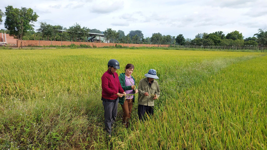 Residents of Me village inspect rice fields ready for harvest. Photo: Nguyễn Diệp z6978551165400-e0d9f70ad24f0ccf4824e3ddd894cb24.jpg