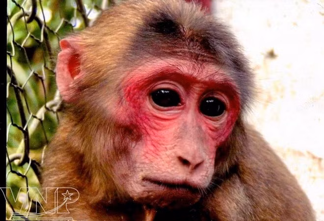 Red-faced monkey at Pu Mat National Park. (Source: Vietnam Pictorial).