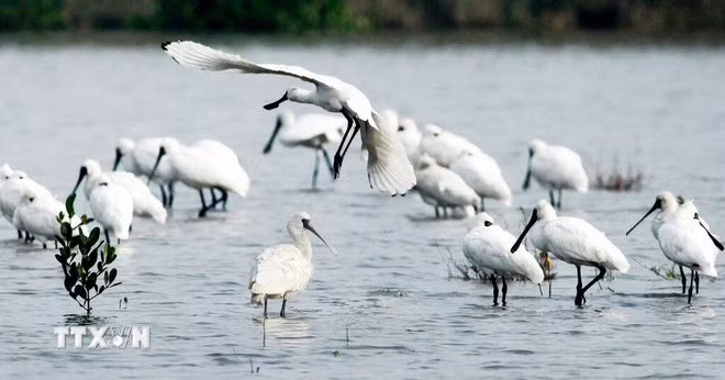 The spoon-billed stork, classified as Endangered in the International Red Book, appears in Xuan Thuy National Park with only about 40 individuals each year. (Photo: Lam Khanh/Vietnam News Agency)