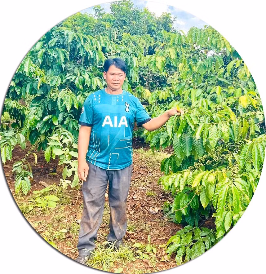 Mr. Rơ Châm Nek (Triêl village, Ia Pnôn commune) in his family’s coffee garden. Photo: Phương Dung