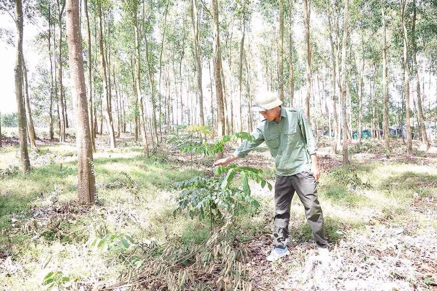 Understory vegetation is retained after forest clearing to add organic matter, retain moisture, and improve soil quality. Photo: N.T