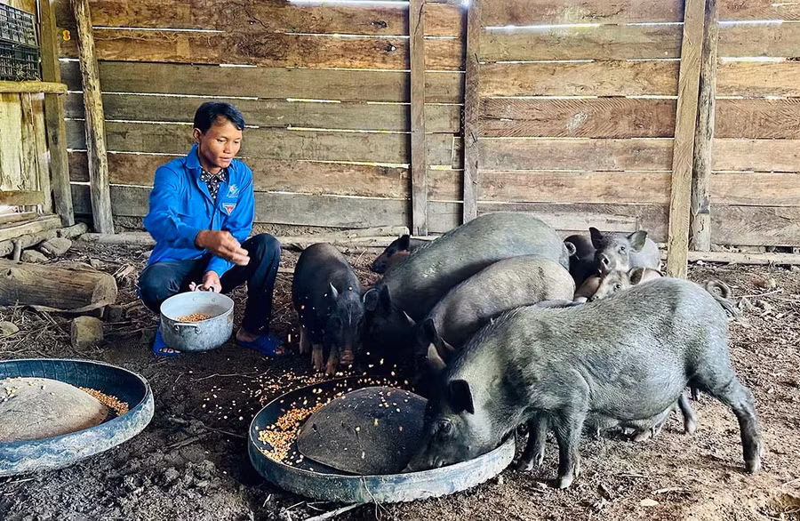 With policy-based loans, Đinh Văn Điu (Kim Sơn commune) has successfully built an integrated livestock model, achieving high economic efficiency. Photo: D.Đ