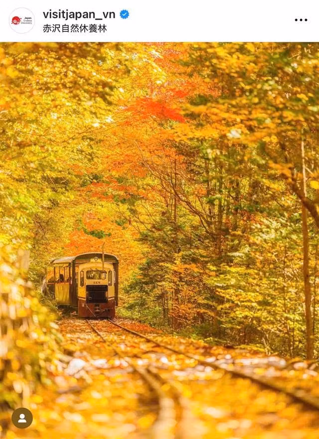 The scene of a train carrying tourists through the golden Akasawa cypress forest in Nagano Prefecture captivates visitors, allowing them to admire the gentle beauty of autumn here.