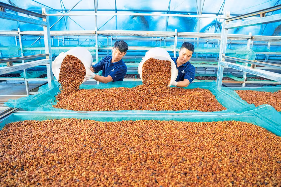 Drying green coffee beans at the Organic coffee farm of Vĩnh Hiệp Co., Ltd. (An Phú ward) for export to Japan. Photo: Hà Duy