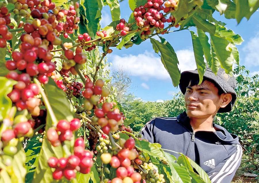 Coffee is Gia Lai’s key export commodity. Photo: Vũ Thảo