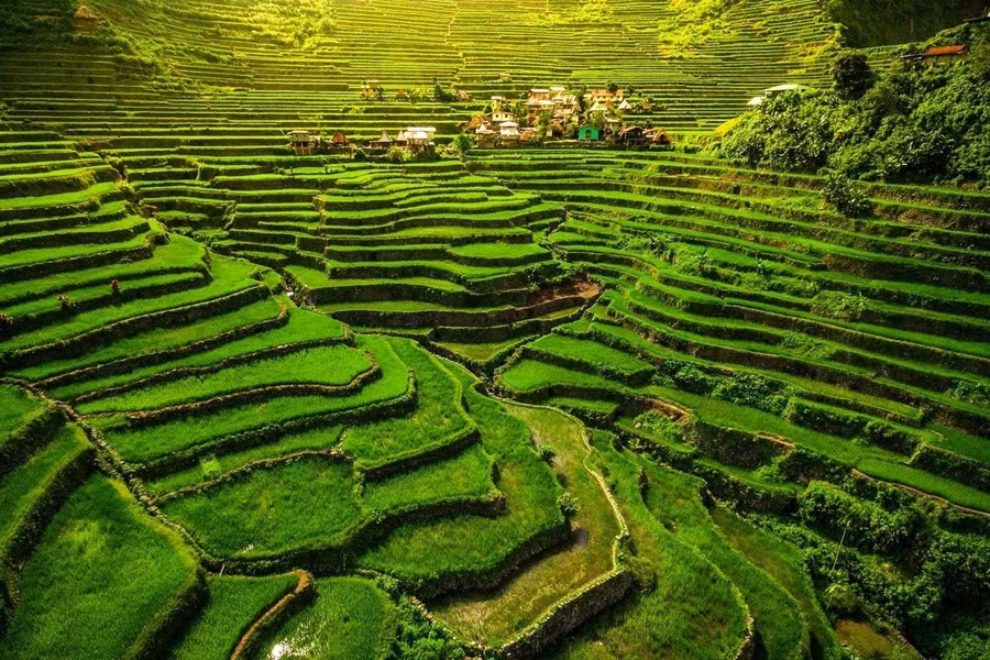 Unfolding like a lush amphitheater, Batad’s 2,000-year-old rice terraces rise in perfect symmetry, carved deep into the steep folds of the Cordillera mountains.