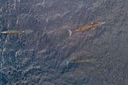 Three Whales Sighted Together