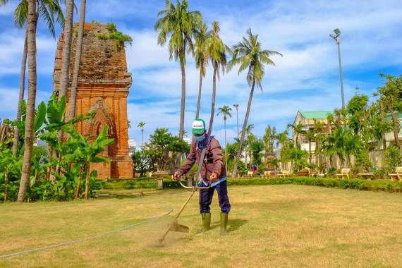 Clearing grass, cleaning, and tidying up the grounds of the Twin Towers relic site. Photo: Ngoc Nhuan