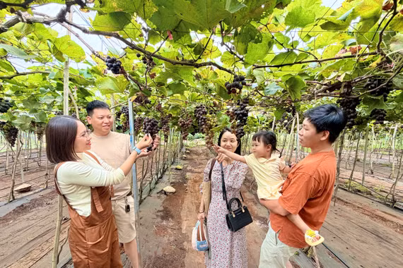 From Organic Vineyards to an Agricultural Tourism Destination