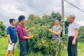 Members of the Hai Dang Agricultural and Service Cooperative share their experiences in cultivating and caring for fruit trees. Photo: Vu Chi