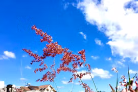 The plateau in the season of dreamy winds