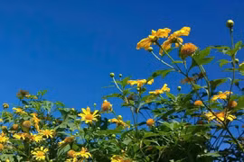 The wild sunflower season arrives