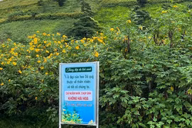 Gia Lai authorities urge tourists to protect wild sunflower fields at Chu Dang Ya Volcano