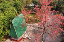 Crimson Pơ Lang blossoms ignite Central Highlands borderlands ahead of Spring