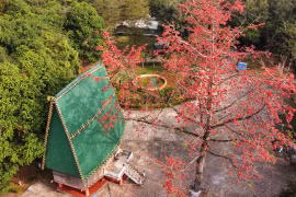 Crimson Pơ Lang blossoms ignite Central Highlands borderlands ahead of Spring