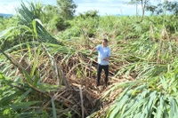 Residents are urgently cleaning up and restoring agricultural production after Typhoon No. 13 caused severe damage to crops.