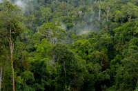 With nearly 1 million hectares of forest, Gia Lai holds a significant advantage in tapping into the carbon credit market for sustainable development.