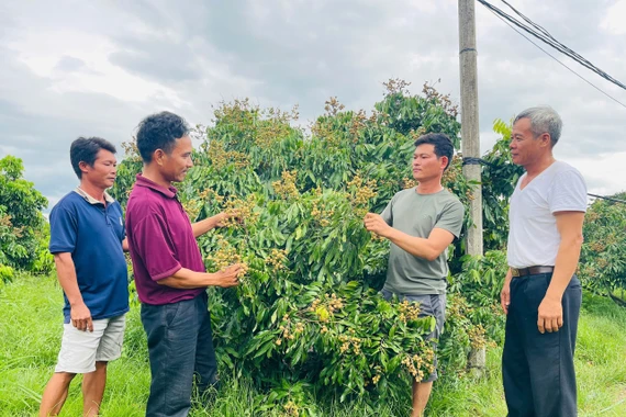 Members of the Hai Dang Agricultural and Service Cooperative share their experiences in cultivating and caring for fruit trees. Photo: Vu Chi