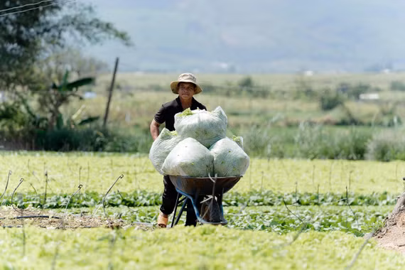 "A 'Lever' for Farmers to Boost Production Efficiency"