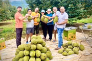 Leaving his position as director of an agricultural enterprise in Ho Chi Minh City, Mr. Nguyễn Chất Sâm returned to Ia Ly commune in Gia Lai province, where he successfully established a large-scale durian farm.