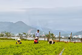 From Vegetable Village to Community Tourism Destination: New Livelihoods in Thuận Nghĩa