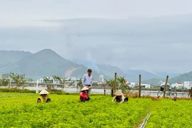 From Vegetable Village to Community Tourism Destination: New Livelihoods in Thuận Nghĩa