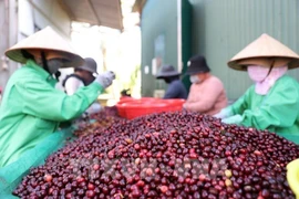 Vietnam coffee exports hit record high