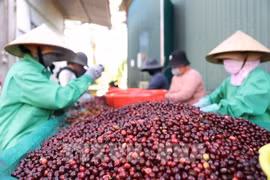 Vietnam coffee exports hit record high
