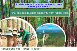 Profiting from rubber trees