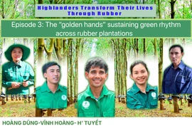 "Golden hands" sustain the green rhythm on rubber plantations