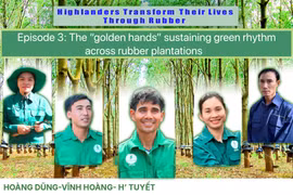 "Golden hands" sustain the green rhythm on rubber plantations