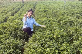 Gia Lai woman spearheads development of medicinal herbs in hometown